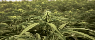 Cannabisaktier lyfter i hopp om legalisering