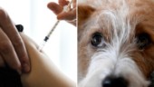 Risk för rabiessmitta vid införsel av sällskapsdjur från Ukraina – personal erbjuds vaccination: ”En säkerhetsåtgärd”