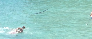 Turistpanik när hajen kom simmande