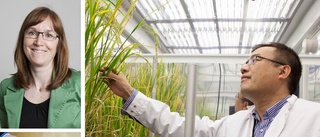 Kinesisk investerare satsar på klimatvänligt ris från SLU