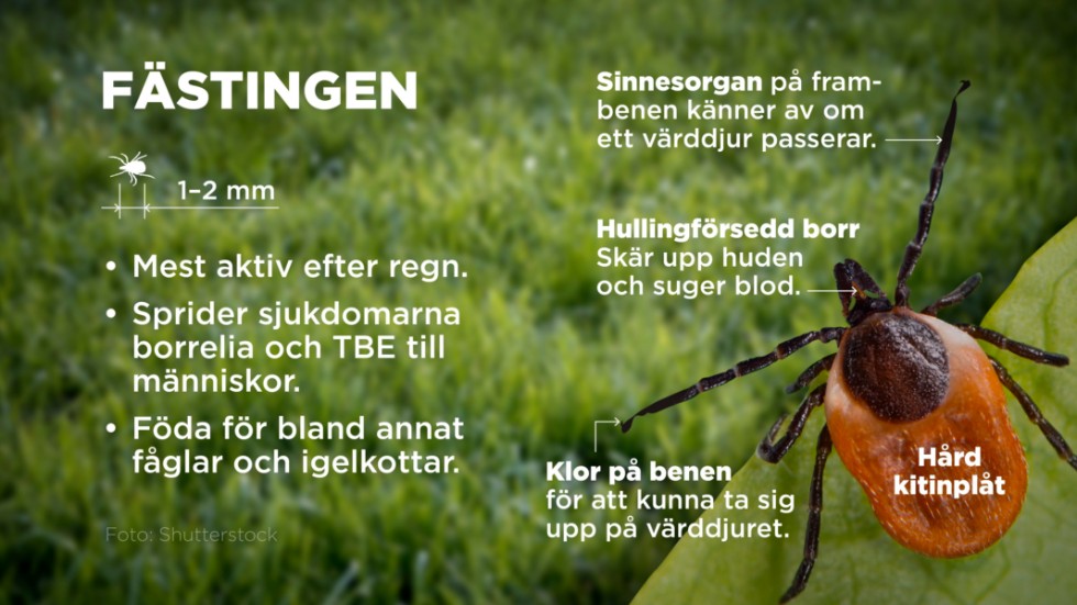 Fakta om fästingarten vanlig fästing som står för 95% av alla angrepp på människor i Sverige.
