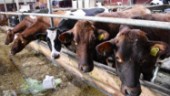 Norrmejerier betalar bönderna mindre för mjölken