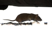 Fem tips som håller råttor borta
