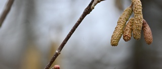 Kan bli lugn vår för allergikerna • Snön försenar pollensäsongen  