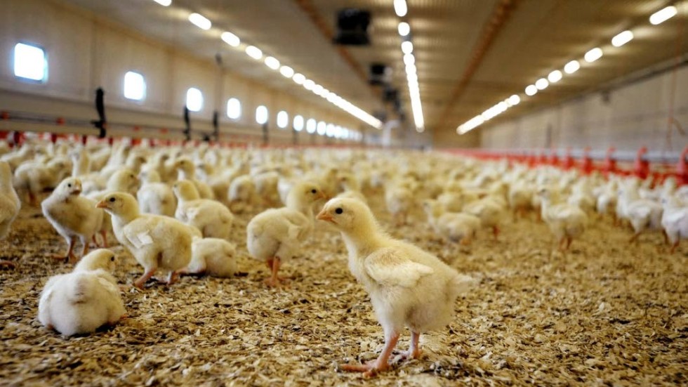 Kommunerna borde enbart upphandla svensk kyckling, anser debattören.