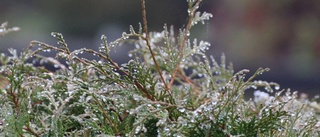 Förare mejade ner häck – smet