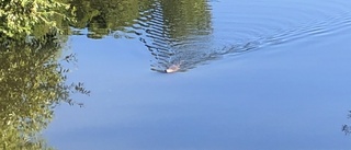 Bäver simmade lugnt i Stångån