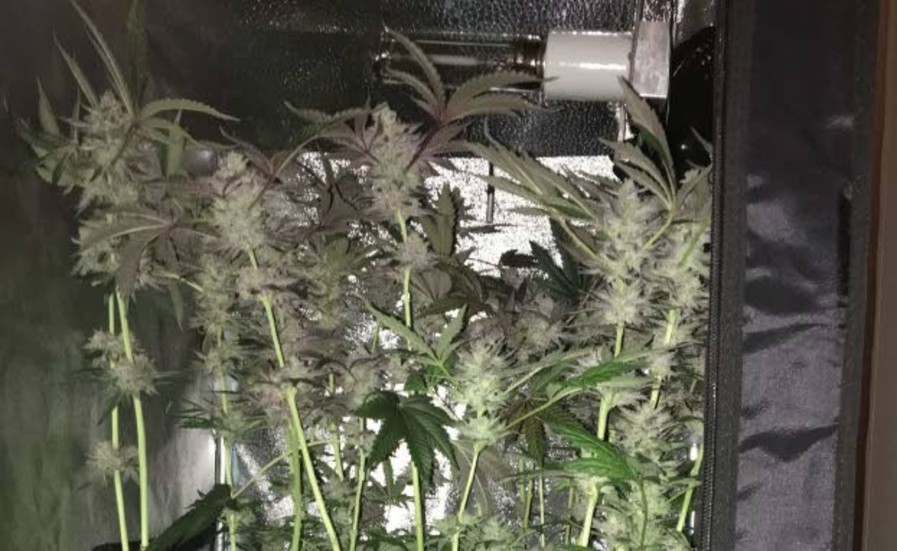 I lägenheten hittade polisen flera cannabisplantor.