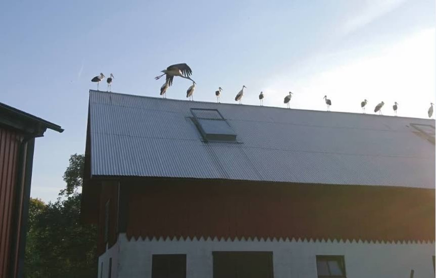 Ett 60-tal storkar landade på gården Åtvids-Kulla på onsdagskvällen.