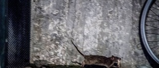 Skräp ger råttor