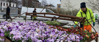 JUST NU: Eskilstuna blir vårfint – se bilderna här