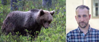 Nya björniakttagelser på flera platser i Strängnäs