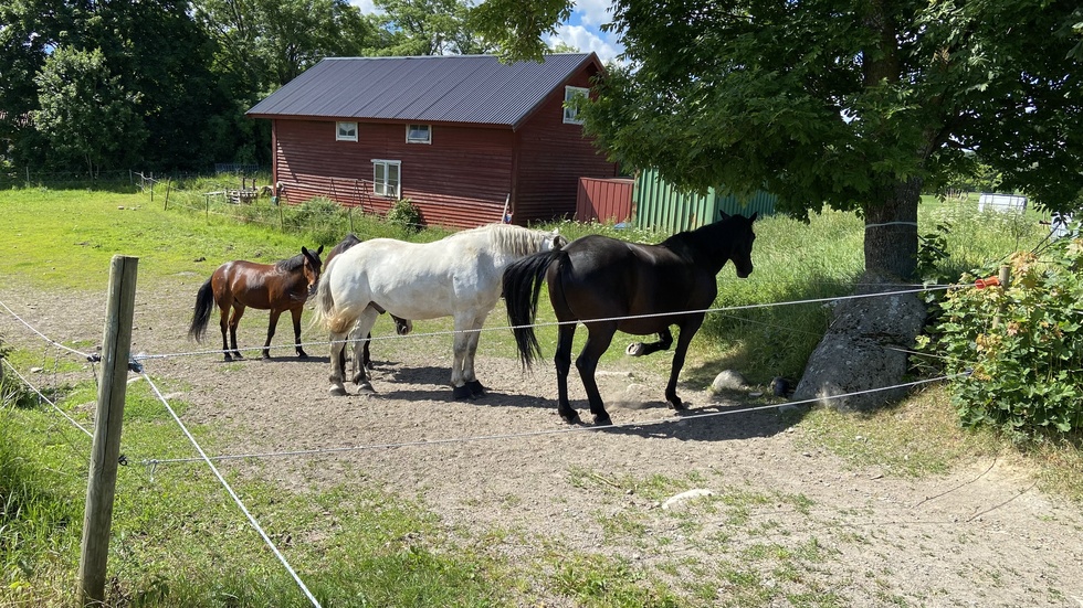 "Tommy" får inte längre jobba nära hästarna vid Vårnäs, efter kommunens beslut.  