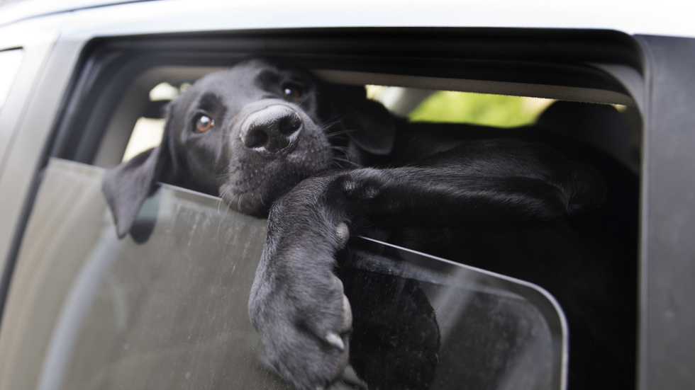 Om en hund är på väg att dö i en varm bil får man krossa rutan. Skribenten tycker att även andra djur i nöd borde få räddas utan att man ska straffas för det.