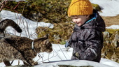 Nya siffror: Snart 2000 registrerade katter i Västervik