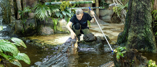 Saknar sin vän: "Den här alligatorn blev lite åt husdjurshållet"