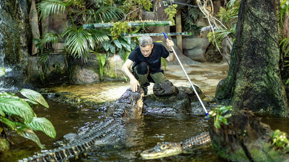 Saknar sin vän: "Den här alligatorn blev lite åt husdjurshållet"