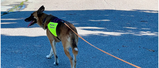 Senaste spåren i jakten på Essie – sökhund på plats