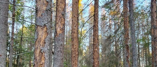 Granskog förstörs för miljardbelopp • Östgötska markägare har tröttnat