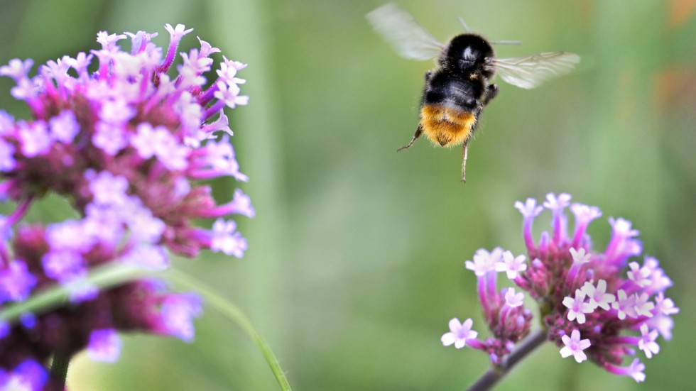 Humlor och andra pollinerande insekter är mycket viktigare än vad många tror. Arkivfoto