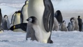 Pingvinungar drunknade när isar smälte