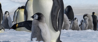 Pingvinungar drunknade när isar smälte
