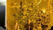 Odlade cannabis i tält – inne i sovrummet
