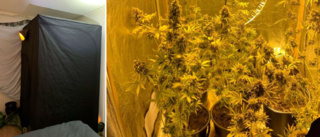 Odlade cannabis i tält – inne i sovrummet