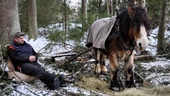 Martins häst Robust ersätter maskinernas jobb ute i skogen