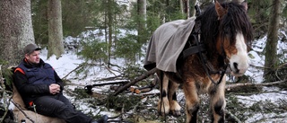 Martins häst Robust ersätter maskinernas jobb ute i skogen