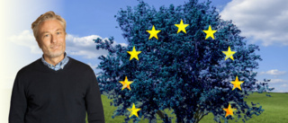 Så göder vår EU-politik myndighetsaktivism i skogen