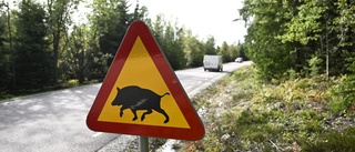 Låg risk för spridning av svinpest