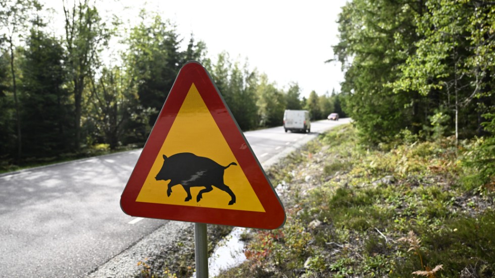 Riskerna för afrikansk svinpest är tydliga i Sörmland. Myndigheter, markägare och jägare behöver samverka effektivt för att motverka utbrott av det som drabbade Västmanland i höstas.