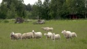 Djurägare anmäld – rymmande lamm beskrivs som trafikfara