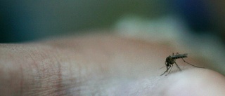 Mycket mygg plågar Mellansverige