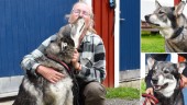 Här är norra Sveriges populäraste hundras