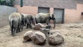 Elefantunge född – ännu en kan födas i påsk