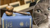 Katten jämställs med hunden i lagstiftningen: "Det är bra, men fler måste kastrera sina katter"