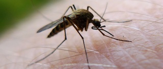 Knivstaföretag sålde myggmedel utan tillstånd – anmäls