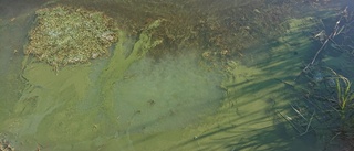 Kommunen avråder från bad i Duveholmssjön efter algblomning – även Djulöbadet i farozonen: "Risk också där"