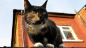 Fängelse för brittisk katt- seriemördare