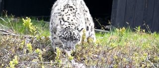 Sällsynt snöleopard coronasmittad i San Diego