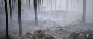 Risken för skogsbränder stor i Uppsala län – avrådan från eldning ligger fast