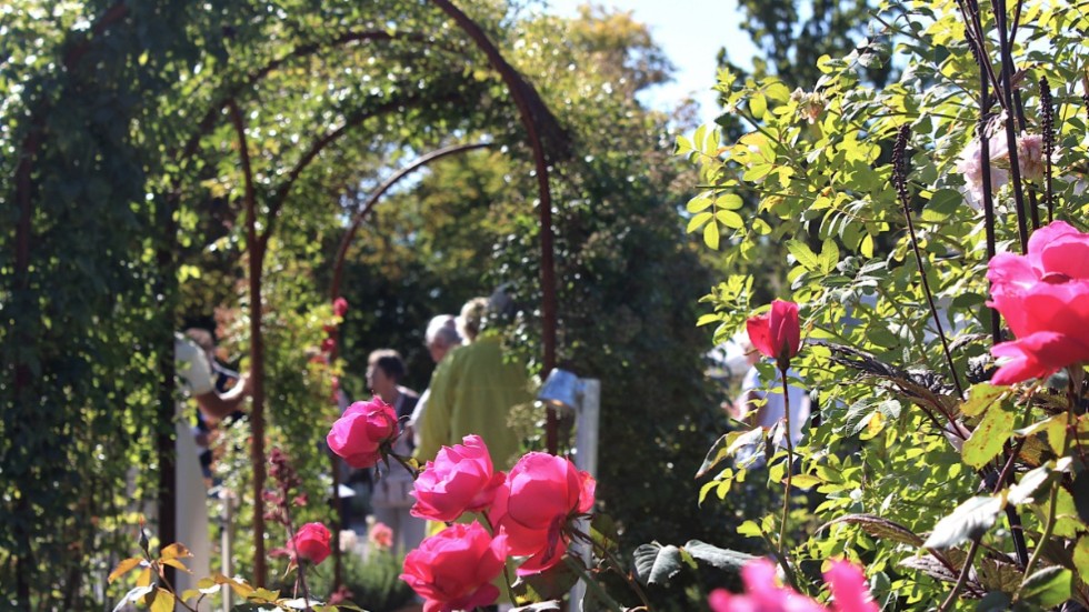 Svenska Rosensällskapet bjöd på en guidad rosenvandring i rosariet under helgens trädgårdsfest på Gränsö. 