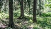 Filmades naken i skogen under knivhot