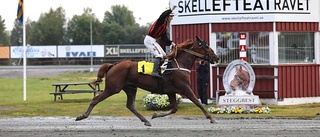 Skellefteåtravet: Montéstjärnan dominerade med en dubbel – två dagar efter kollapsen