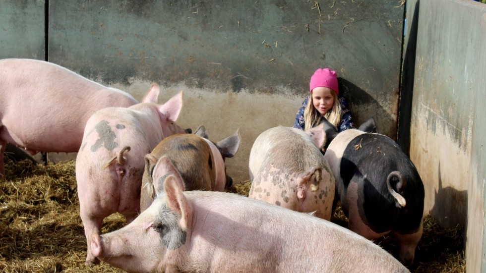 Håkan Jonssons barnbarn Engla har slagit sig ner inne hos grisarna, som mer än gärna kommer och hälsar. 