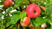Rysk export och dyr el oroar inför äppelskörd
