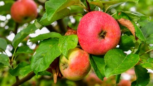 Populärt äppelträd nedsågat            