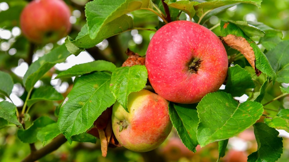 Årets äppelskörd ser ut att bli helt okej med ovanligt söta frukter. Arkivbild.